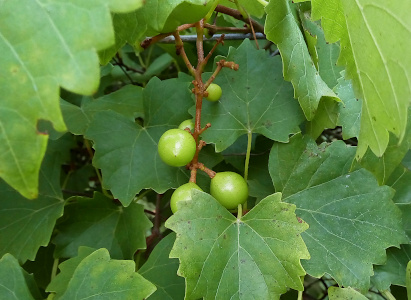[The green 
